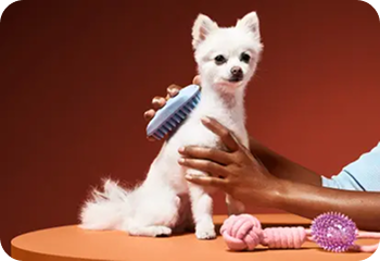 Pet care and grooming booking site